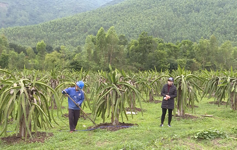 Anh Chu Quốc Việt chăm sóc vườn Thanh long của gia đình.    