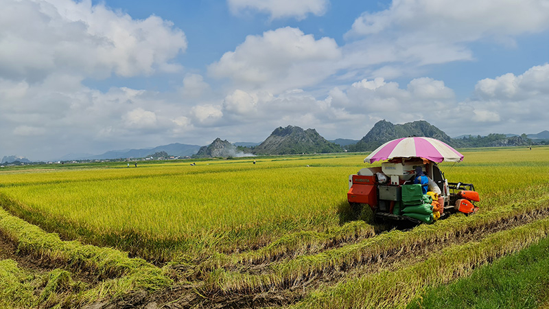 Nông dân TX. Ba Đồn thu hoạch lúa đông-xuân.