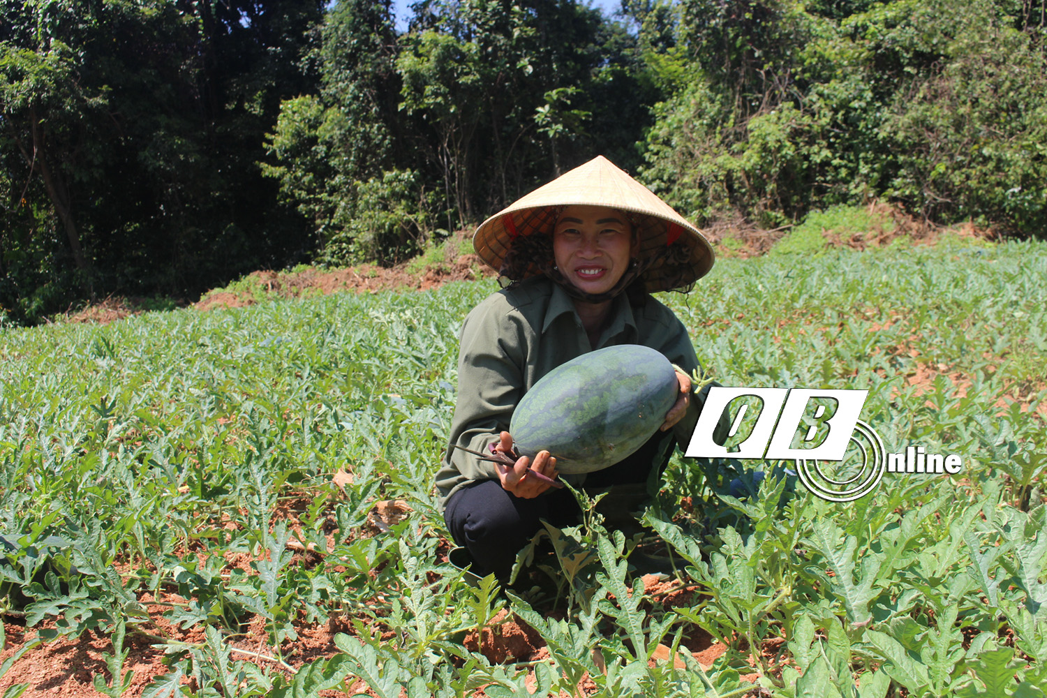 Ruộng dưa của vợ chồng ông Trần Ngọc Thanh (thị trấn Nông trường Việt Trung, Bố Trạch) thu hoạch có lãi, rất phấn khởi.