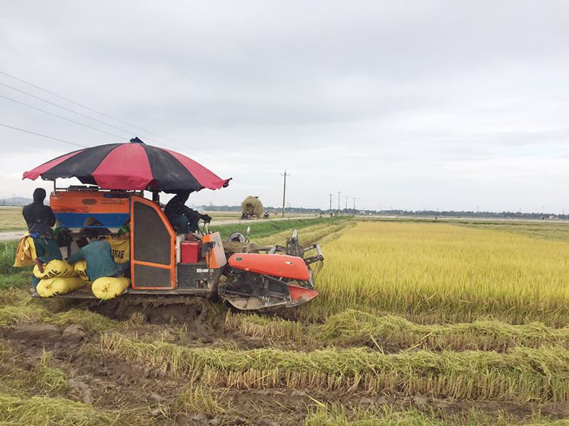 Năng suất vụ lúa Đông - Xuân trên địa bàn TX. Ba Đồn ước đạt gần 60 tạ/ha.