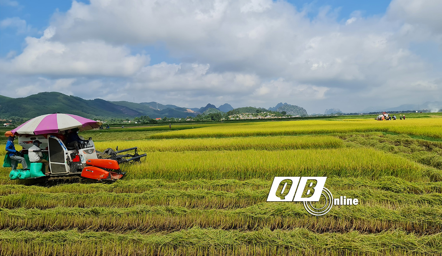 Cánh đồng liên kết theo chuỗi đồng nhất về giống, thời vụ tạo thuận lợi cho thu hoạch.
