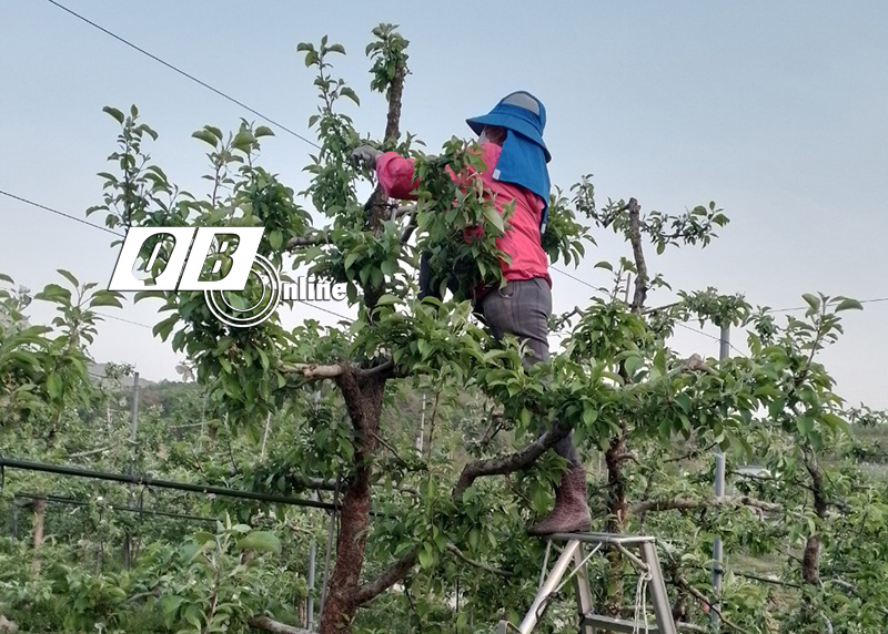 Công việc chủ yếu là chăm sóc và thu hoạch nông sản.