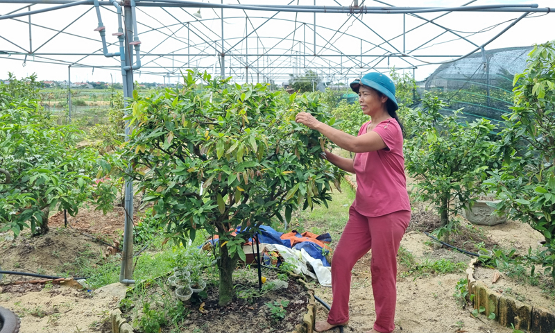 Từ sự hỗ trợ của Hội Nông dân xã Võ Ninh, nhiều mô hình kinh tế của hội viên mang lại thu nhập cao.