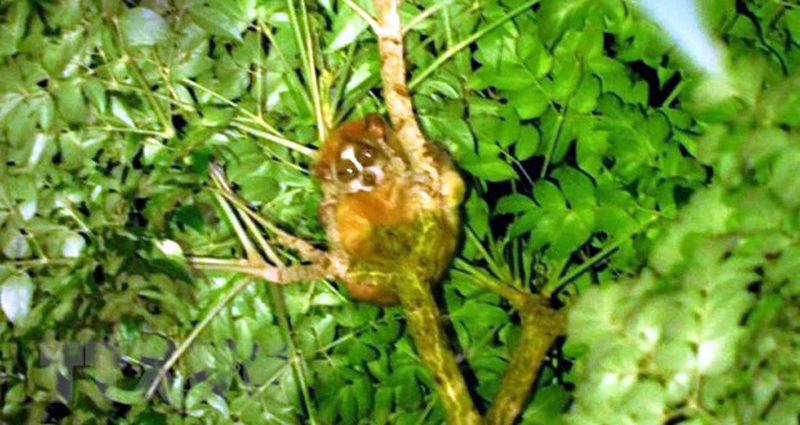 Một con thú Cu li dính tại Khu bảo tồn thiên nhiên Xuân Liên (Thanh Hóa). (Ảnh: TTXVN phát)