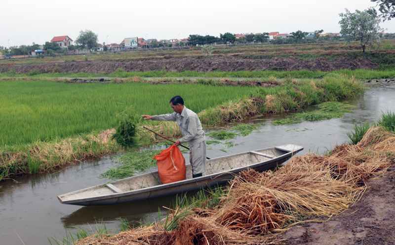 Mô hình nuôi cá-lúa của CCB xã Võ Ninh (Quảng Ninh).