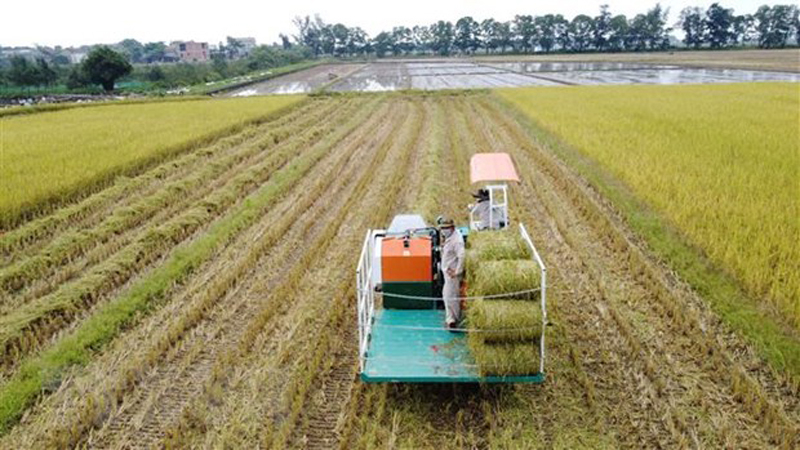 Thu hoạch lúa hữu cơ tại Hợp tác xã Kim Long, xã Hải Quế, huyện Hải Lăng, tỉnh Quảng Trị. (Ảnh: Thanh Thủy/TTXVN)