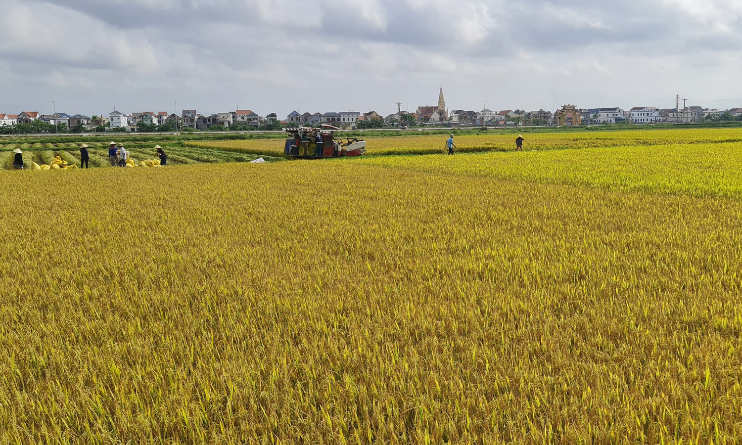  Năng suất vụ đông-xuân 2021-2022 ước đạt 59,7 tạ/ha, thấp hơn những năm trước.