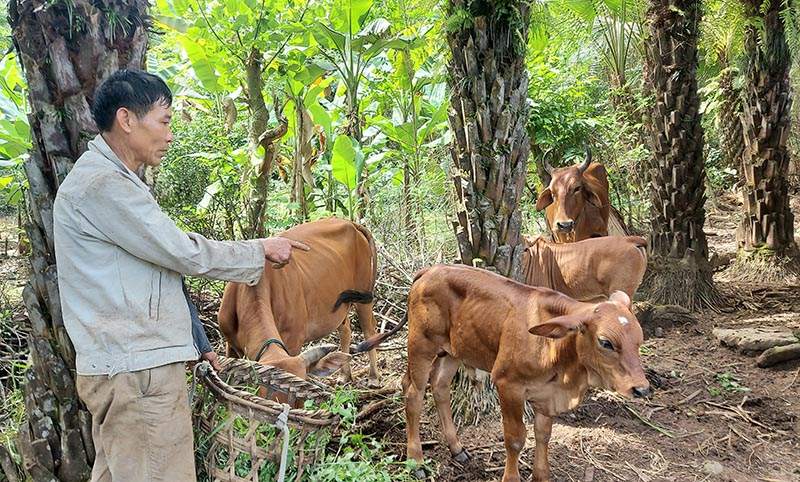 Hai bê lai 3B của anh Trần Ngọc Sơn có vóc dáng vượt trội so với những lứa bê trước đây.