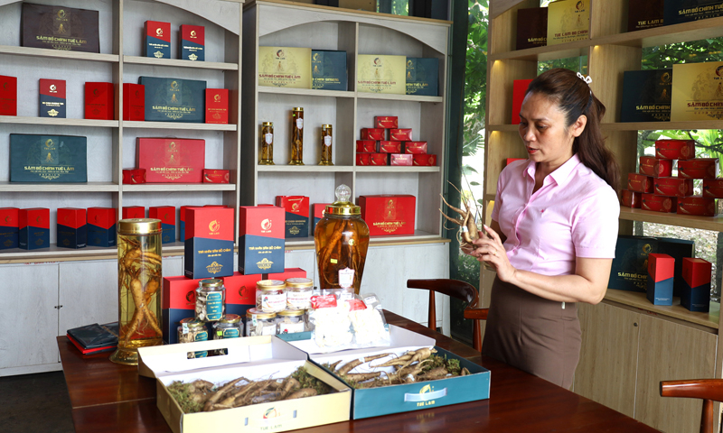 Chị Đặng Thị Xuân Dung và những sản phẩm từ sâm Bố Chính Tuệ Lâm.
