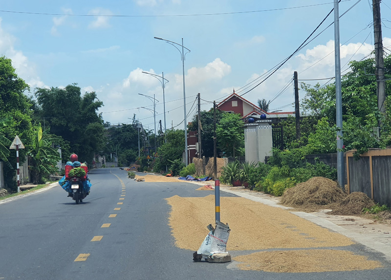 Lúa được người dân phơi trên tuyến đường tỉnh lộ 565 đi lên tuyến đường Hồ Chí Minh nhánh Đông