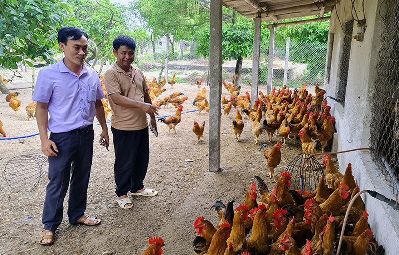 Mỗi năm gia đình ông Phạm Văn Tam xuất bán ra thị trường hơn 40.000 con gà thịt.