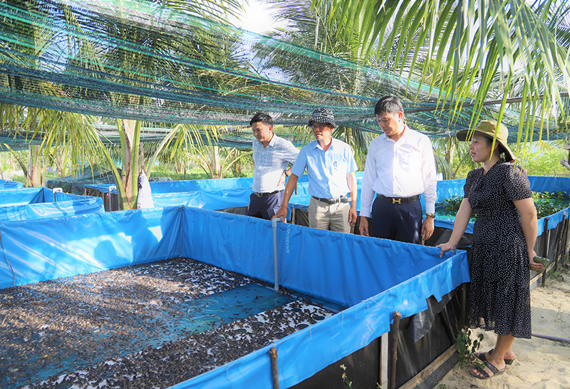 (QBĐT) - Sáng 7/6/2022, ông Nguyễn Chí Thắng, Giám đốc Sở Khoa học và Công nghệ (KH-CN) cho biết: Tại xã Thanh Thủy (huyện Lệ Thủy), Sở vừa tổ chức kiểm tra tiến độ thực hiện nhiệm vụ KH-CN liên kết “Nuôi thâm canh ếch Thái Lan thương phẩm trong bể bạt HDPE trên vùng đất cát ven biển huyện Lệ Thủy” do Công ty TNHH Dịch vụ Kim Long Việt Nam chủ trì thực hiện.
