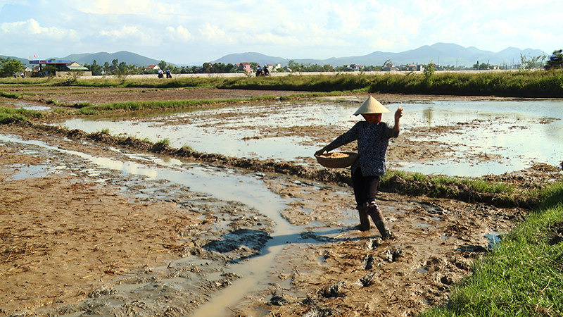 Gần 2.200ha lúa hè-thu năm 2022 trên địa bàn TX. Ba Đồn đã hoàn thành gieo cấy đúng khung lịch thời vụ.