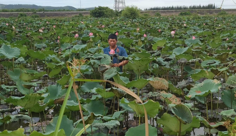 Mô hình trồng sen thả cá mang lại hiệu quả kinh tế cao của gia đình anh Lê Đức Hà.