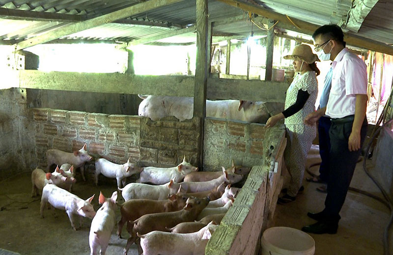 Nguồn vốn tín dụng CSXH giúp nhiều hộ thoát nghèo và vươn lên phát triển kinh tế.