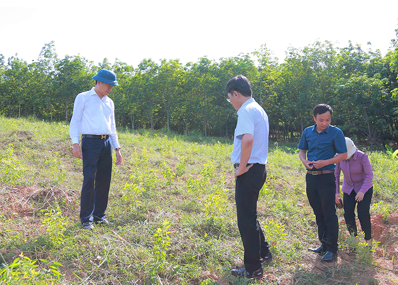 Cây tràm gió sinh trưởng và phát triển tốt, phù hợp với thổ nhưỡng vùng gò đồi trên địa bàn tỉnh.