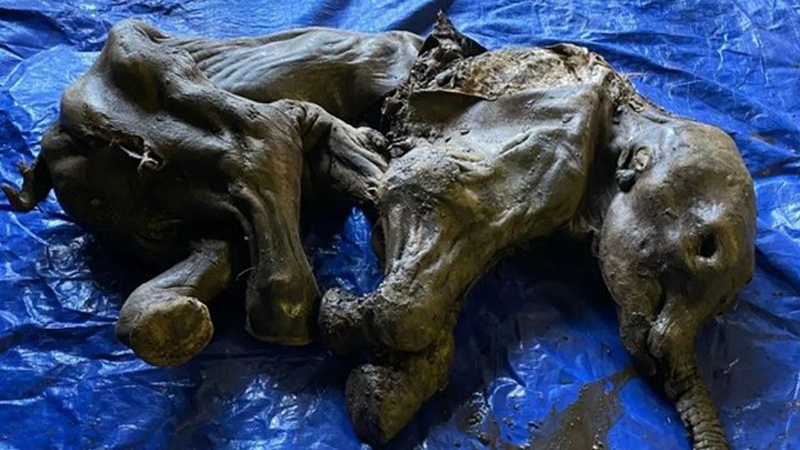 (Nguồn: BBC)
