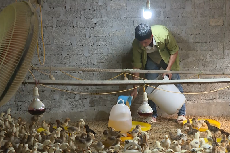 Anh Cao Ngọc Tú đang chăm sóc đàn gà giống.