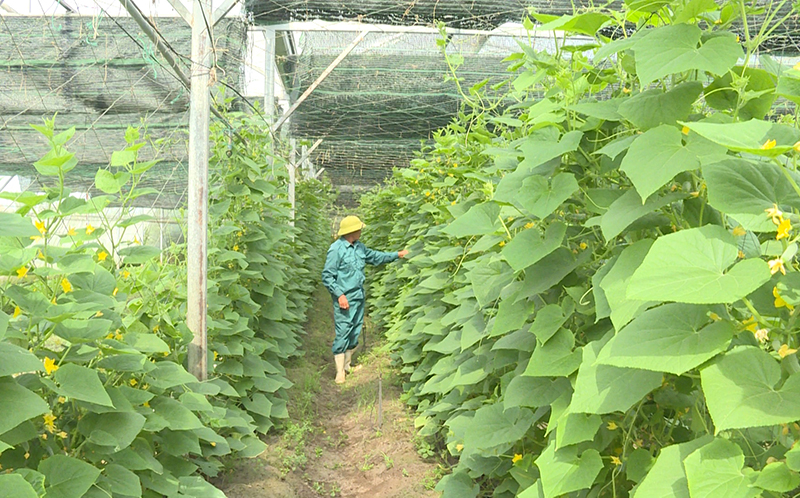 Nông dân Bố Trạch tích cực triển khai các biện pháp bảo vệ rau màu mùa nắng nóng.
