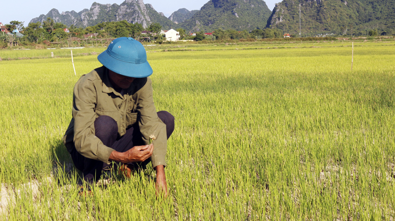 Thiếu nước tưới, do nước sông Gianh bị nhiễm mặn, cánh đồng lúa của thôn Uyên Phong, xã Châu Hóa khô nứt nẻ.