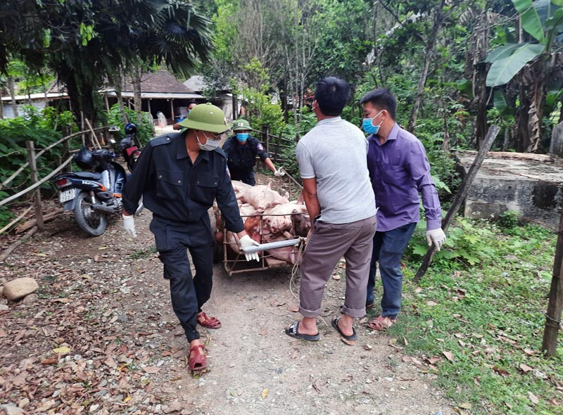 Các lực lượng chức năng tiến hành tiêu hủy số lợn bị nhiễm dịch tả lợn Châu Phi tại xã Hóa Sơn.