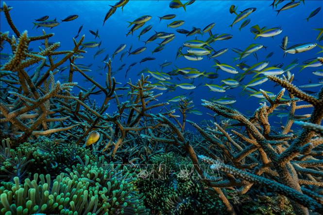 Các loài cá tại vùng biển ngoài khơi Mayotte, Pháp. Ảnh minh họa: AFP/TTXVN