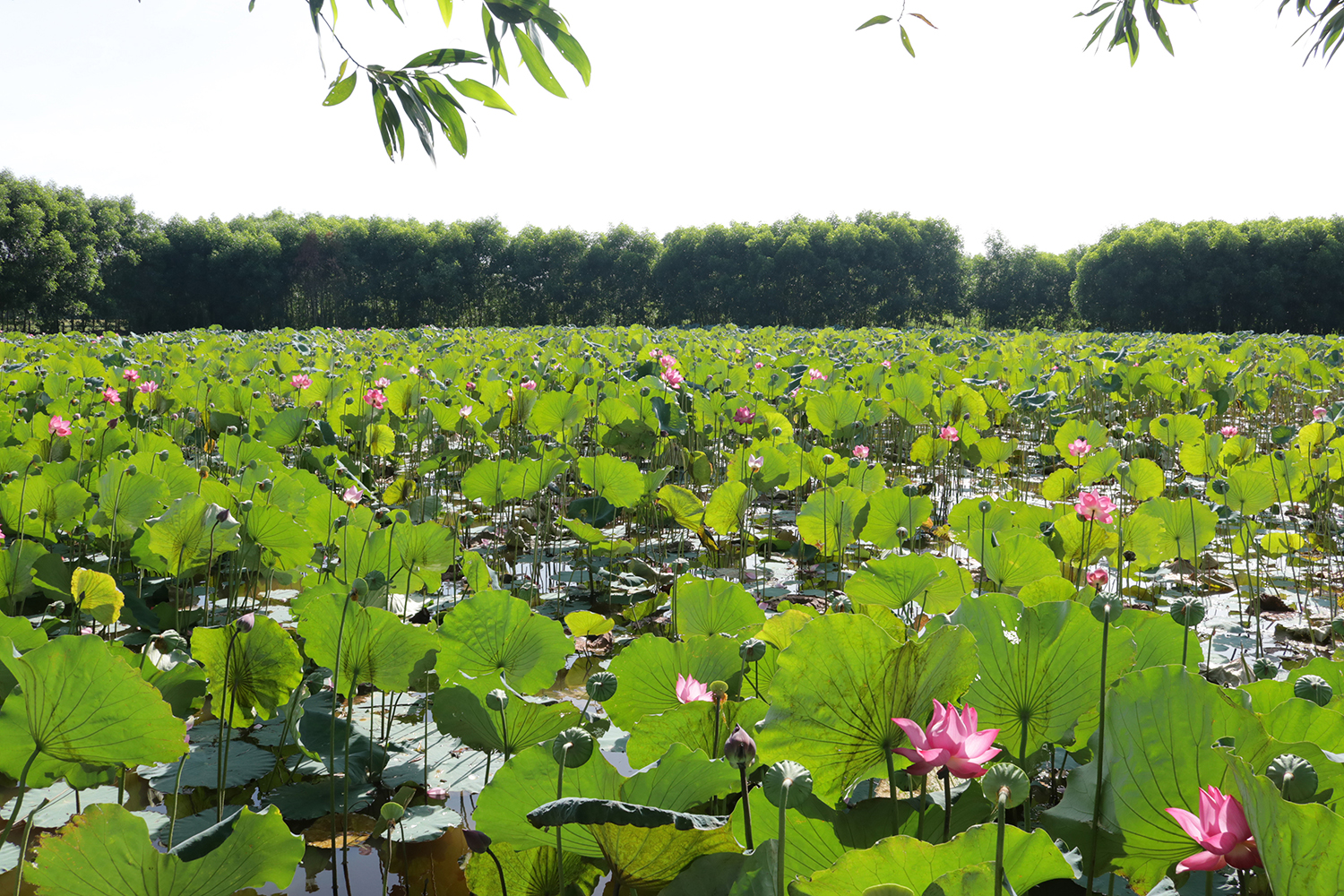 Nhiều diện tích đất bỏ hoang đã được chuyển đổi sang trồng sen cho thu nhập cao.