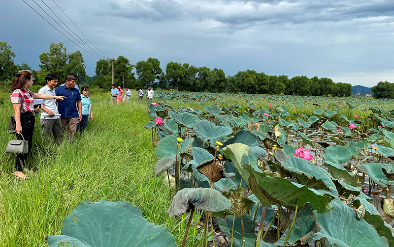 Các đại biểu tham quan mô hình trồng sen tại xã Võ Ninh (Quảng Ninh).