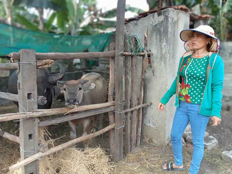 Người dân phát triển chăn nuôi từ nguồn vốn chính sách.