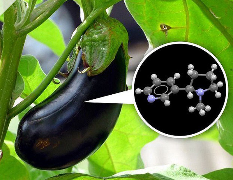 Nicotin hiện diện trong món ăn hằng ngày