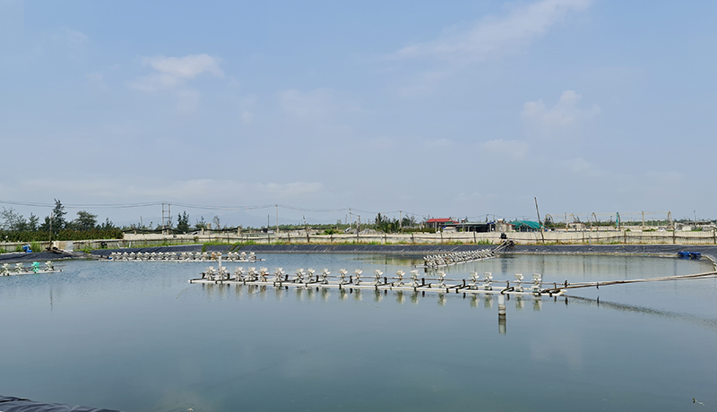 Nhiều diện tích nuôi trồng thủy sản trên địa bàn huyện Quảng Ninh được mở rộng.