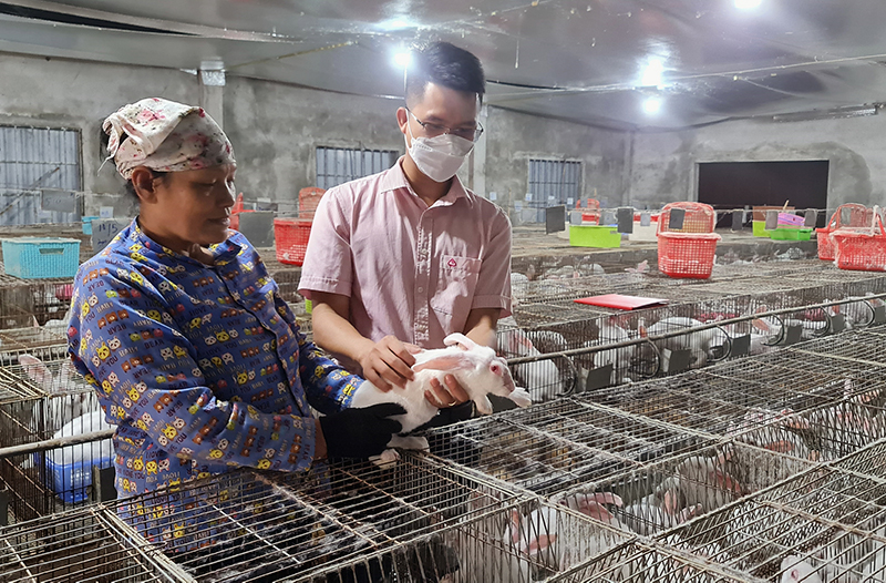 Nhờ mạnh dạn đầu tư, ham học hỏi, mô hình nuôi thỏ New Zealand của anh Thuần mang lại thu nhập cao cho gia đình.