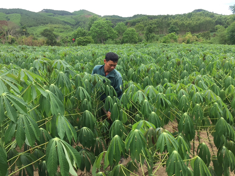 Mô hình trồng sắn mang lại hiệu quả kinh tế, góp phần giảm tỷ lệ hộ nghèo.