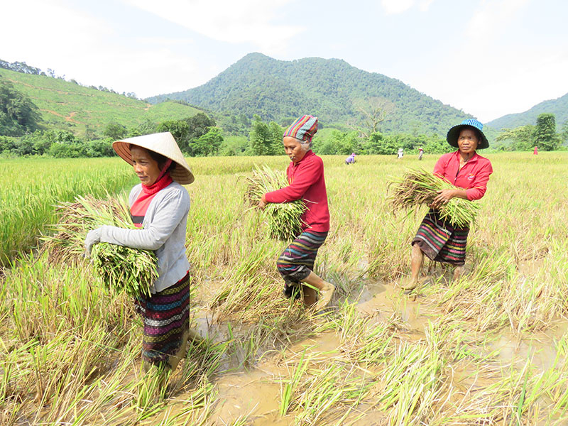 Đồng bào Bru-Vân Kiềuthu hoạch lúa nếp than.