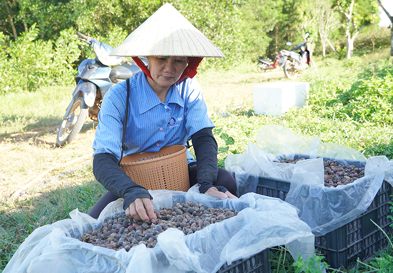  Những quả sim tím lịm, là món quà của thiên nhiên, góp phần tăng thu nhập cho người dân.