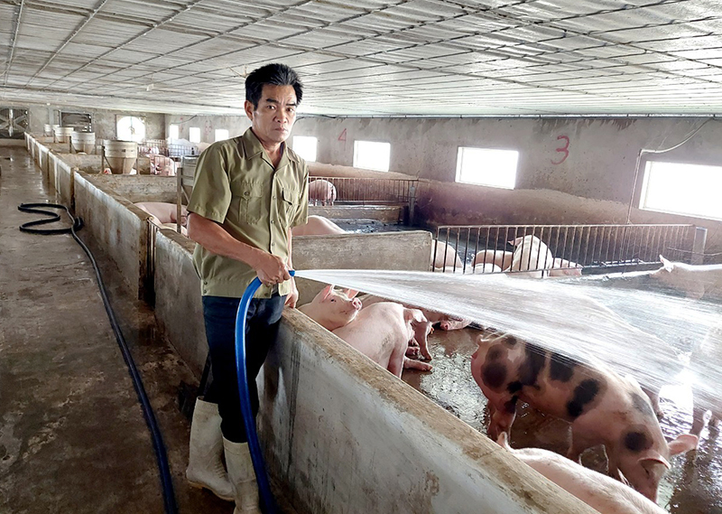 Các hộ chăn nuôi lợn tại xã Sơn Lộc (Bố Trạch) luôn chú trọng triển khai các biện pháp phòng, chống DTLCP.