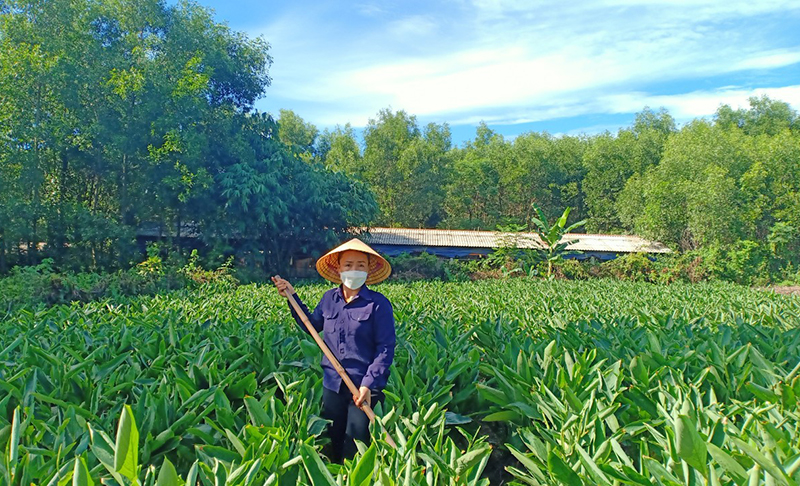 Sản phẩm bánh xoài của HTX Nông sản Vân Di chế biến từ bột của cây khoai dong trồng tại địa phương theo hướng hữu cơ.