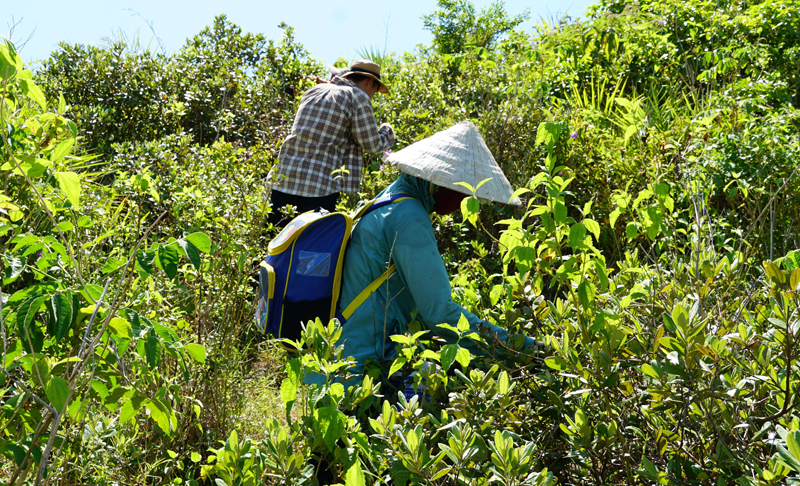 Người dân Quảng Đông đi “ăn sim” trên đảo Yến.