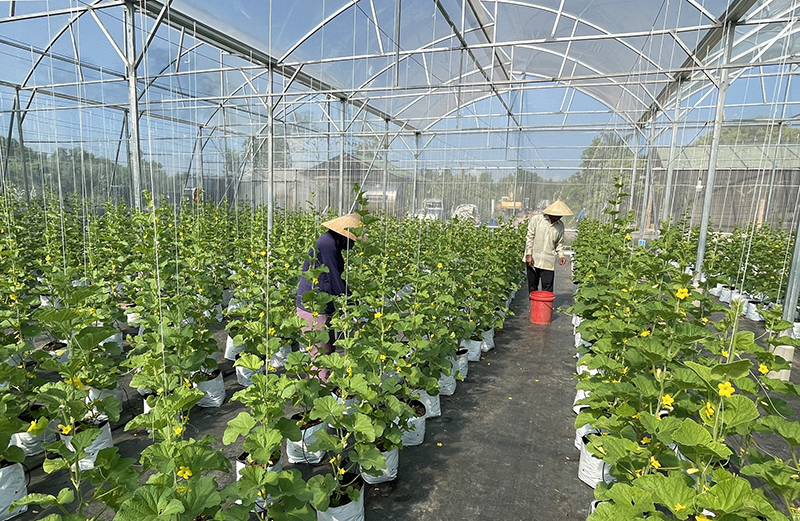 Mô hình trồng rau quả theo hướng VietGap trong nhà lưới được Trung tâm KN-KN tỉnh triển khai thực hiện.