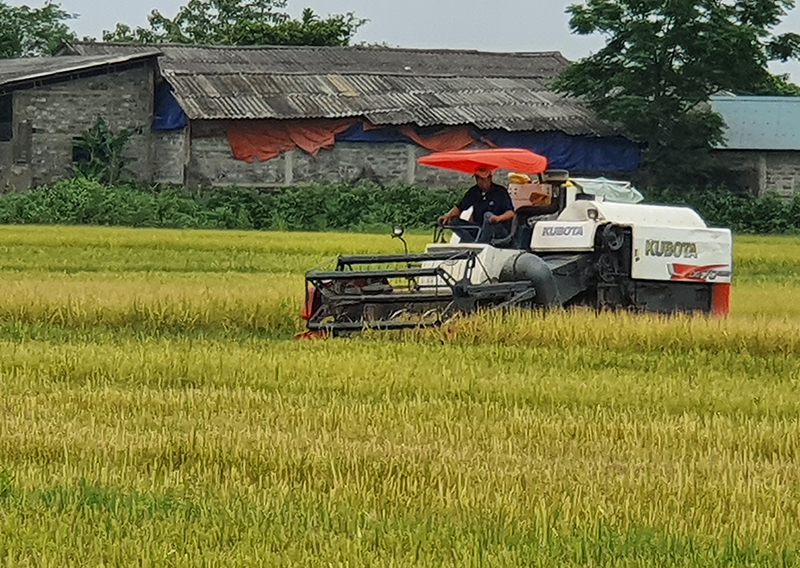 Mô hình cánh đồng lớn giúp nông dân và HTX dễ dàng áp dụng cơ giới hóa.