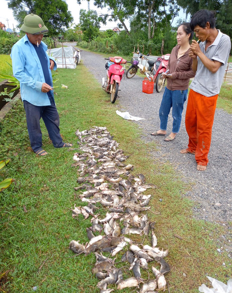 Mỗi ngày có hơn ngàn chuột đã bị bắt, diệt không cho xâm nhập vào ruộng lúa.