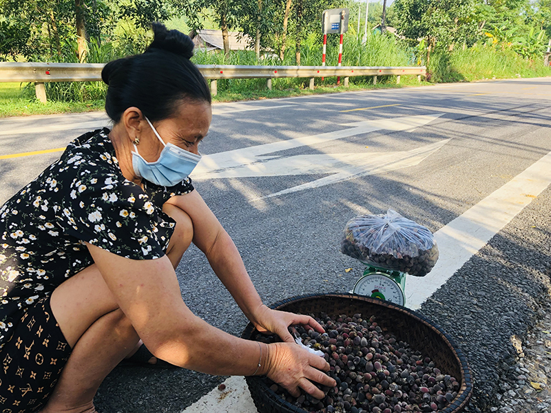 Chị Cao Thị Ngân có thêm thu nhập nhờ đi hái sim rừng