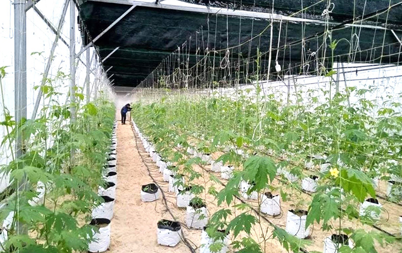 Mô hình vườn mẫu gắn với phát triển kinh tế hộ gia đình tại KDC Hà Thiệp. 