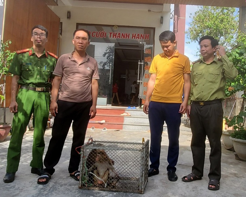 Các cá thể khỉ được bàn giao cho Trung tâm Cứu hộ, bảo tồn và Phát triển sinh vật (Vườn Quốc gia Phong Nha-Kẻ Bàng) để cứu hộ và thả về môi trường tự nhiên.