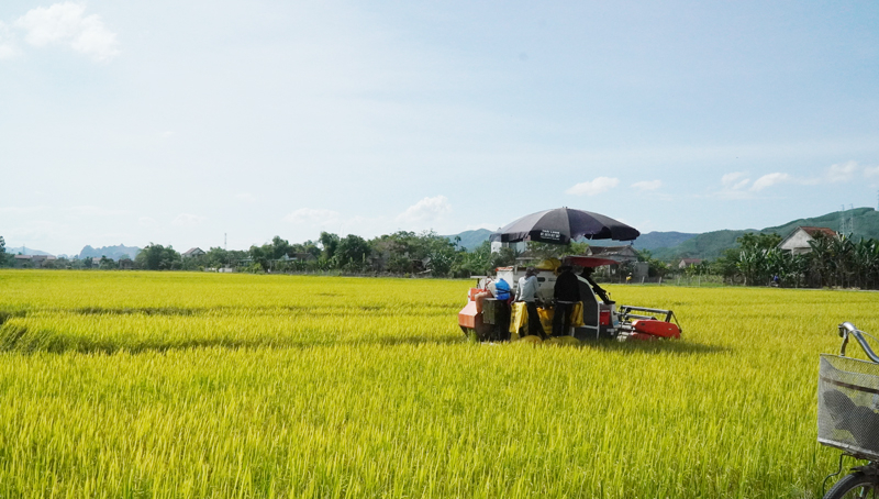 Nông dân Phù Hóa đang hối hả gặt lúa chạy lũ...