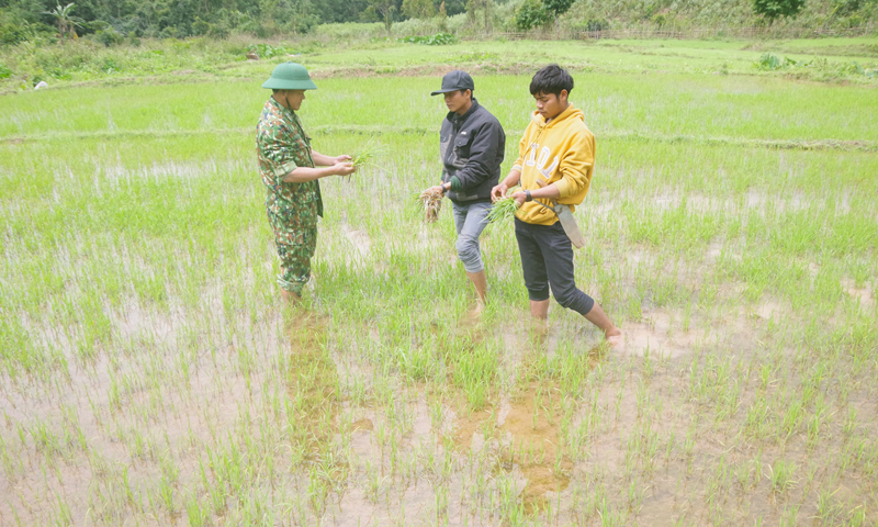 Cán bộ Đồn Biên phòng Cà Roòng luôn sát cánh cùng bà con dân bản Chăm Pu để phát triển ruộng lúa nước.