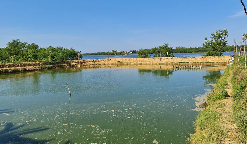 Trang trại chăn nuôi tổng hợp của ông Đặng Xuân Khiển, thôn Phúc Duệ, xã Vĩnh Ninh có diện tích hơn 3ha.