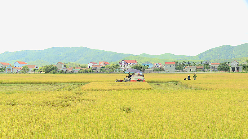 Năng suất lúa hè-thu năm 2022 trên địa bàn TX. Ba Đồn ước đạt 57,56 tạ/ha.