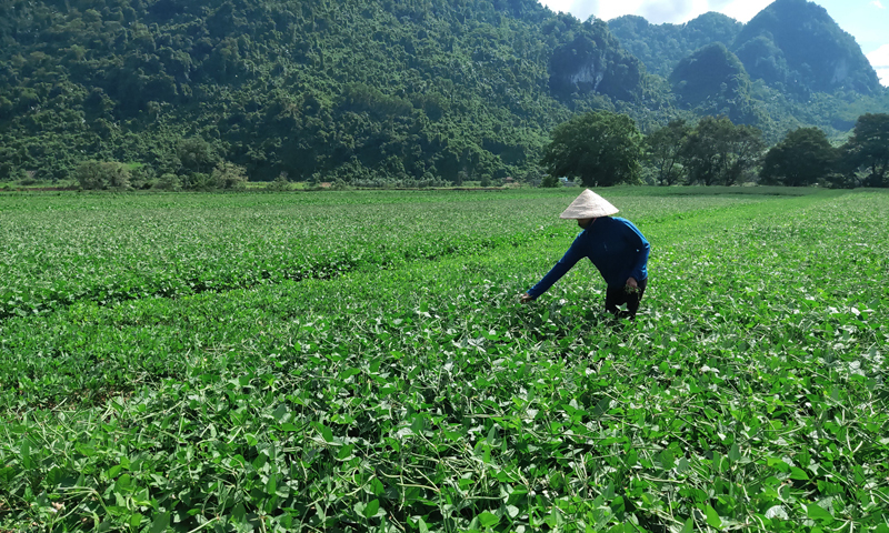 Người dân vùng đồng bào DTTS huyện Quảng Ninh mạnh dạn phát triển sản xuất, vươn lên thoát nghèo.