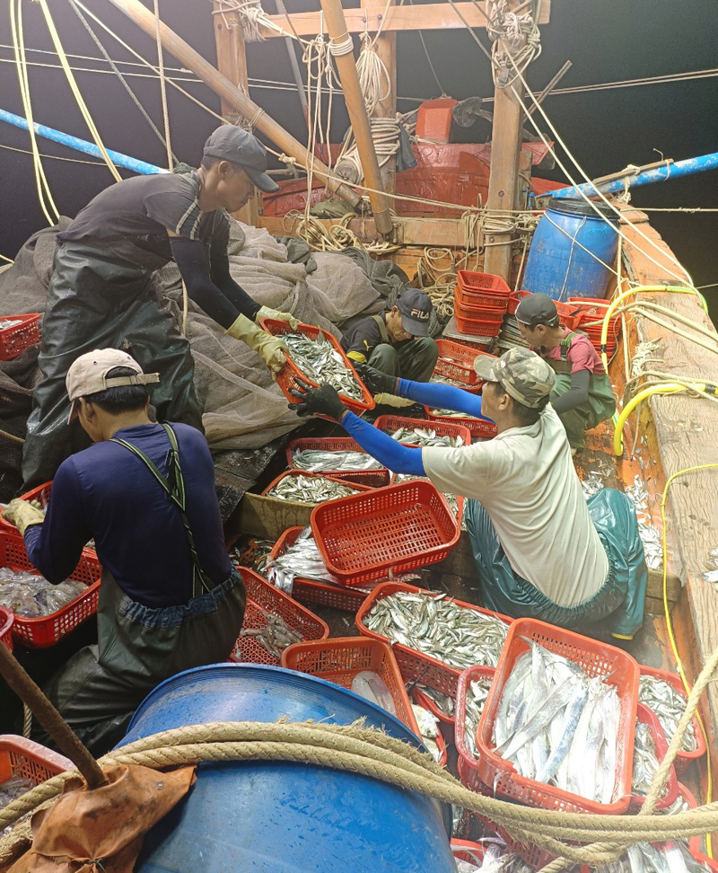 Khoang tàu đầy cá, mực của ngư dân Bố Trạch.